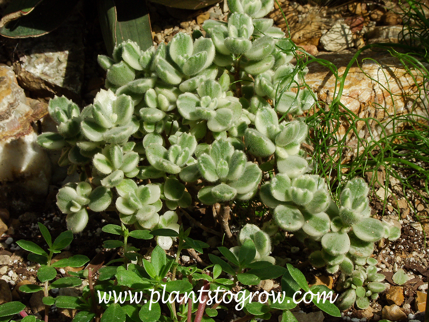Variegated Cub's Paw (Cotyledon ladismithiensis variegated)